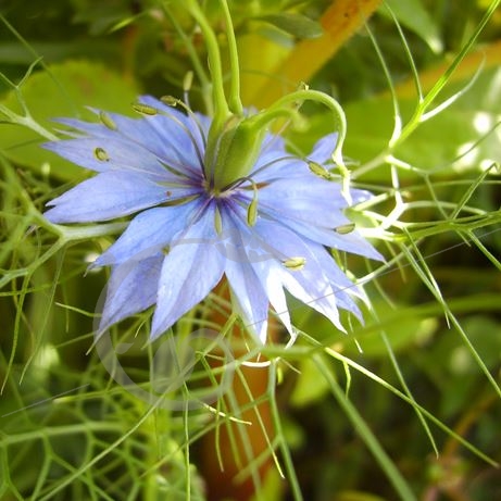 graine et semence Nigelle de Damas 'Bleue'