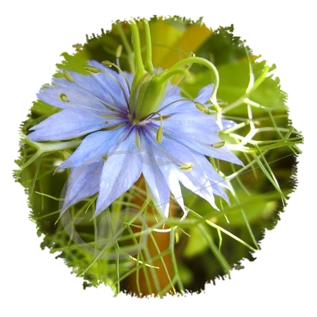 graine et semence Nigelle de Damas 'Bleue'