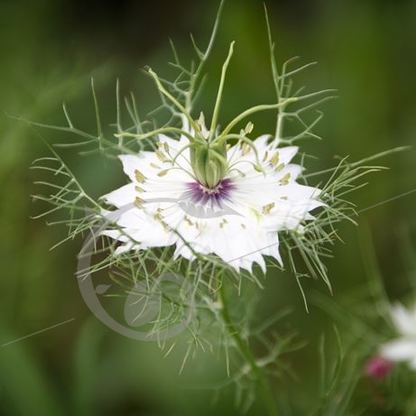 graine et semence Nigelle de Damas 'Miss Jekyll white'