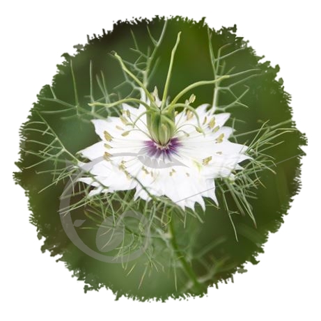 graine et semence Nigelle de Damas 'Miss Jekyll white'
