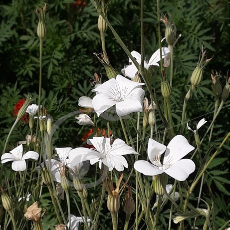 graine et semence Nielle des blés blanche