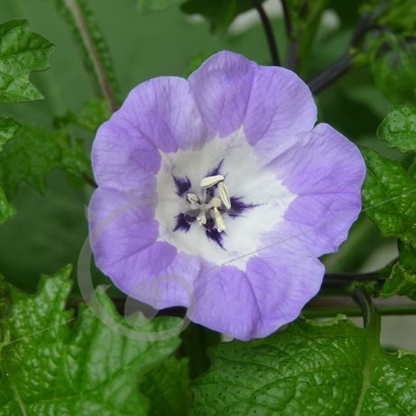 graine et semence Nicandra faux-coqueret