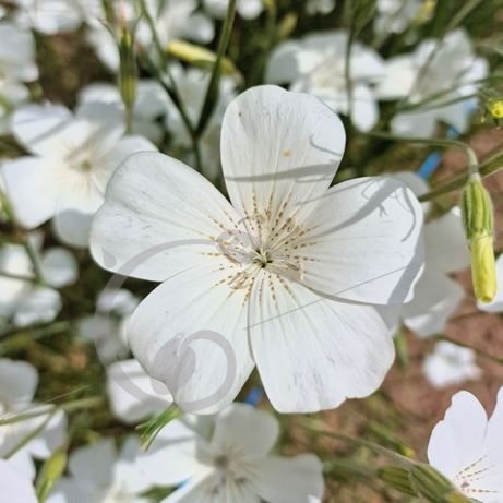 graine et semence Nielles des blés en mélange