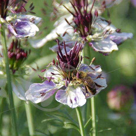 graine et semence Nigelle papilleuse 'Delft blue'