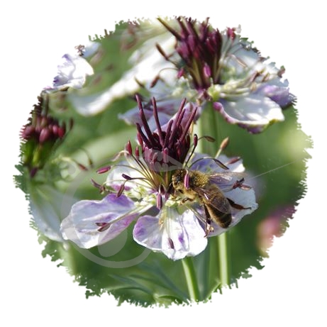 graine et semence Nigelle papilleuse 'Delft blue'