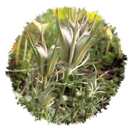 graine et semence Nigelle d'Orient Transformers