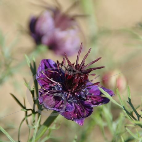graine et semence Nigelle papilleuse 'Midnight blue'