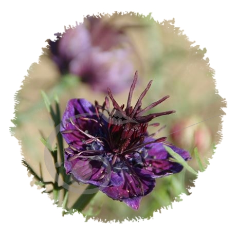 graine et semence Nigelle papilleuse 'Midnight blue'