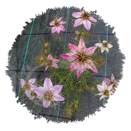 graine et semence Nigelle de Damas rose Persian