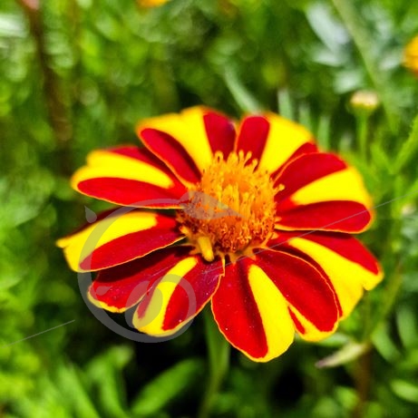 graine et semence Oeillet d'Inde double pinwheel