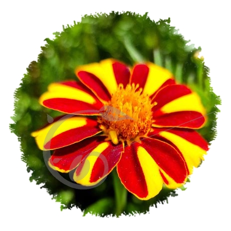 graine et semence Oeillet d'Inde double pinwheel