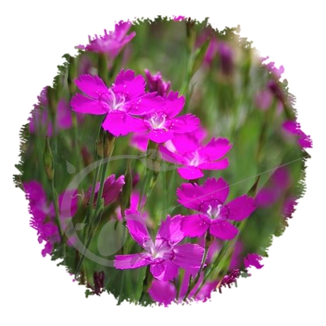 graine et semence Oeillet à delta