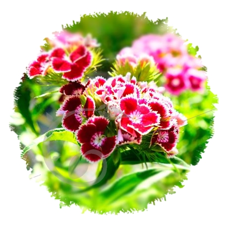 graine et semence Oeillets des poètes en mélange