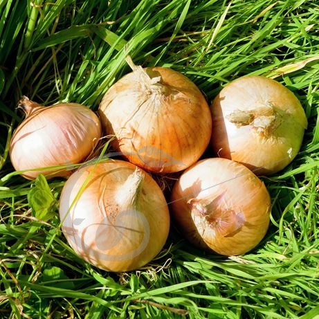 graine et semence Oignon doux de Lézignan