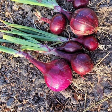 graine et semence Oignon rouge rond Red Baron