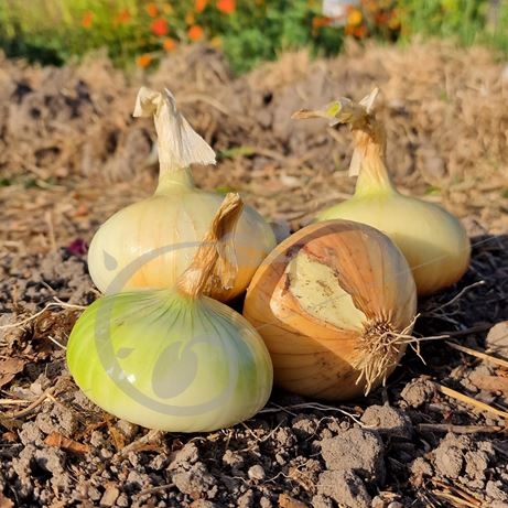 graine et semence Oignon doux de Tarassac