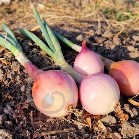 graine et semence Oignon rosé d'Armorique