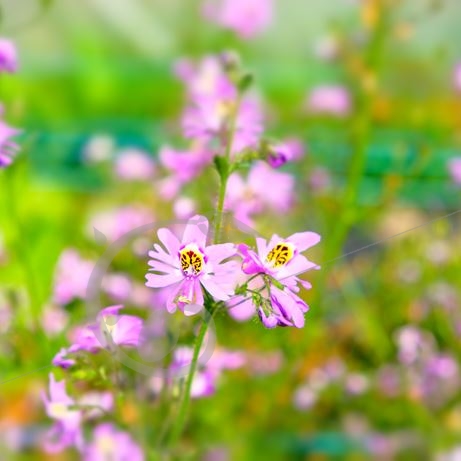 graine et semence Orchidée du pauvre