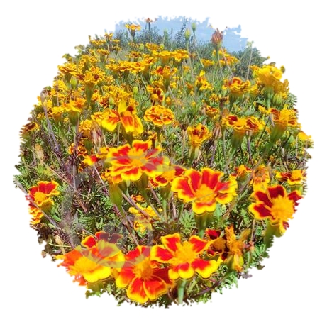 graine et semence Oeillet d'Inde sparkler marigold