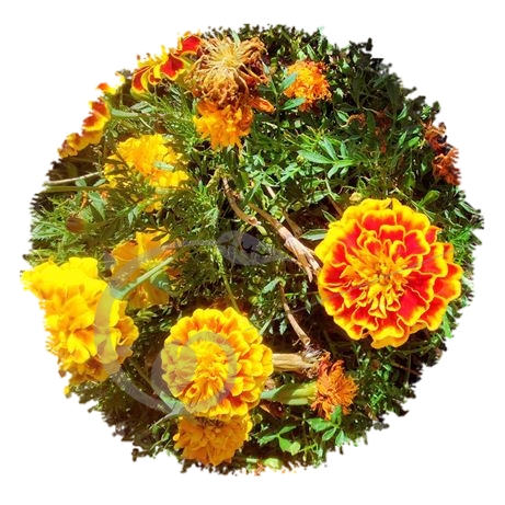 graine et semence Oeillet d'Inde nain Texana en mélange