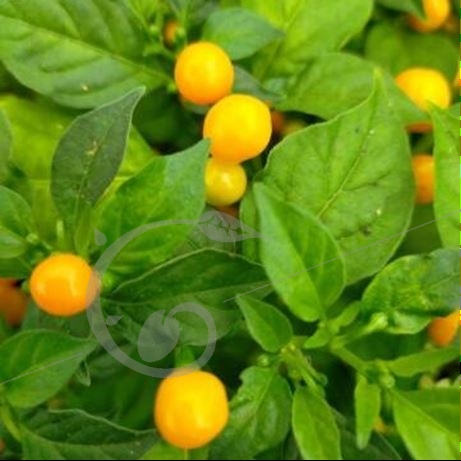 graine et semence Piment brûlant jaune aji charapita