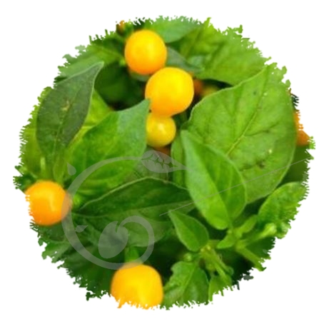 graine et semence Piment brûlant jaune aji charapita