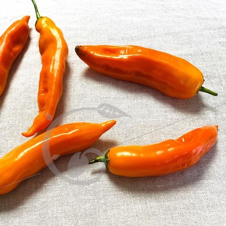 graine et semence Piment fort Aji jaune