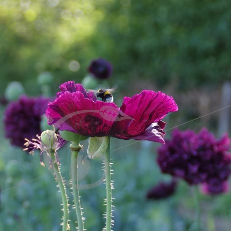 graine et semence Pavots somnifères Clair-obscur en mélange