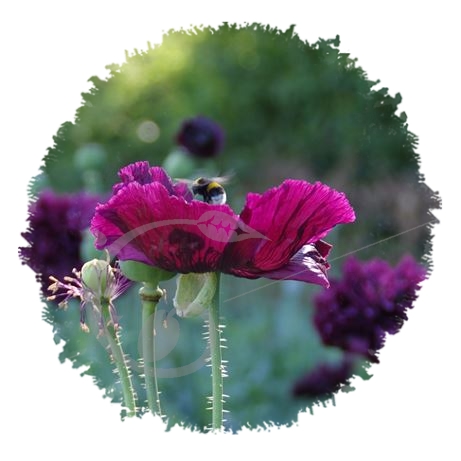 graine et semence Pavots somnifères Clair-obscur en mélange