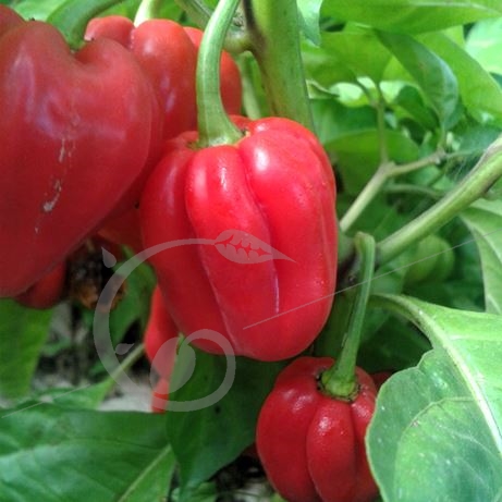 graine et semence Piment volcanique Antillais rouge