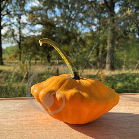 graine et semence Courge pâtisson orange