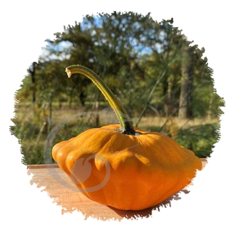 graine et semence Courge pâtisson orange