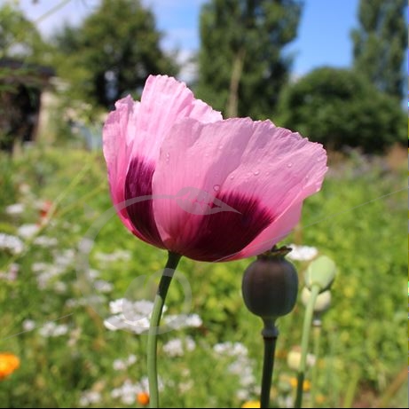 graine et semence Pavot somnifère à fleurs simples