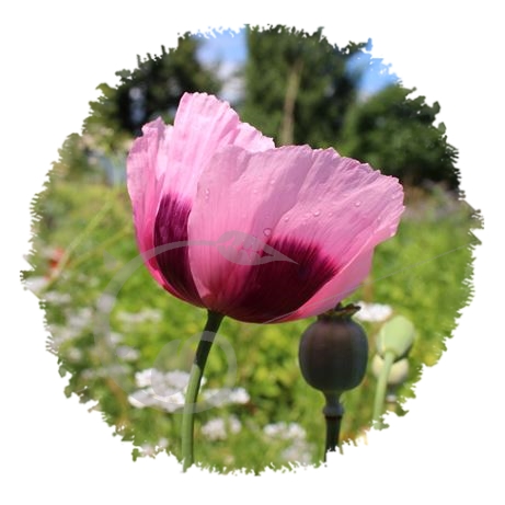 graine et semence Pavot somnifère à fleurs simples