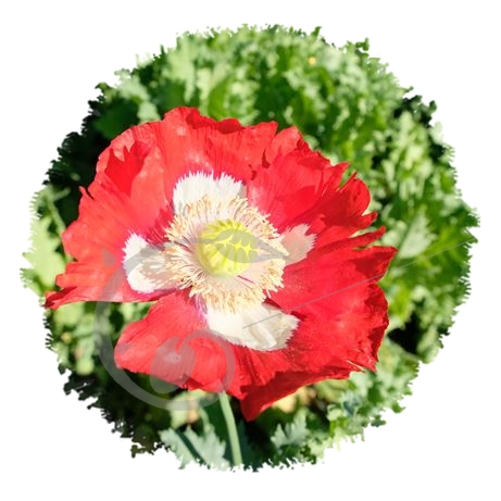 graine et semence Pavot somnifère bicolore Danish flag