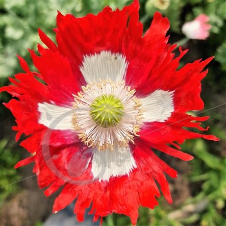 graine et semence Pavots bicolores en mélange