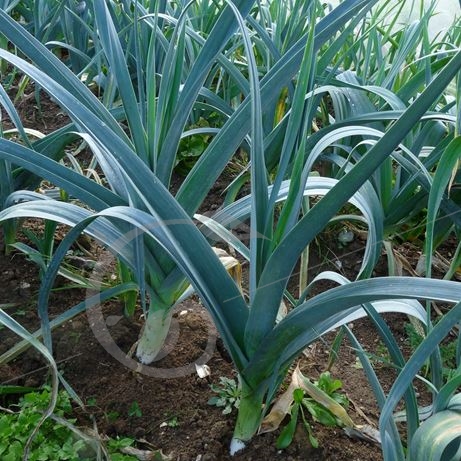 graine et semence Poireau bleu de Solaise