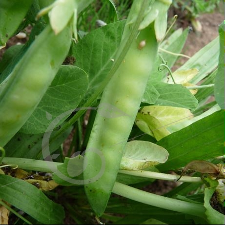 graine et semence Pois croquant à rame Delikett
