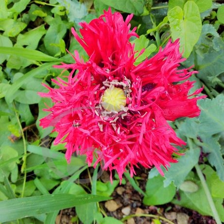 graine et semence Pavot somnifère à fleurs laciniées crimson feather