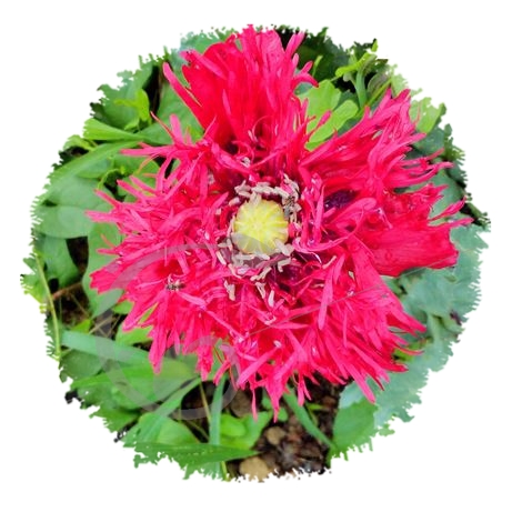 graine et semence Pavot somnifère à fleurs laciniées crimson feather