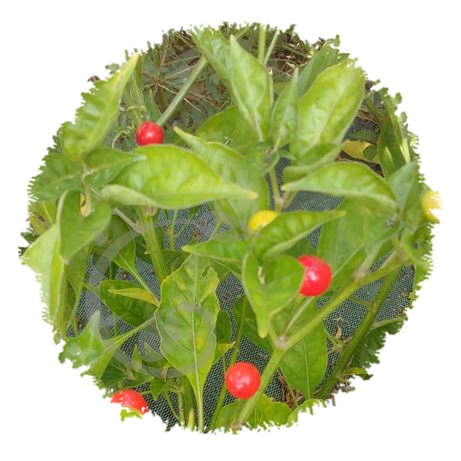 graine et semence Piment brûlant Aji charapita rouge