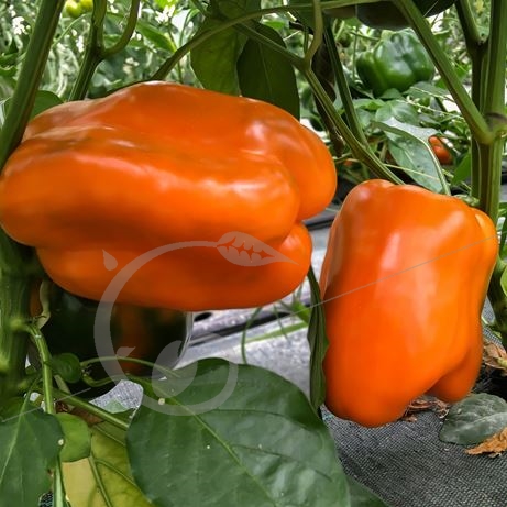 graine et semence Poivron orange California wonder 