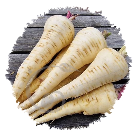 graine et semence Panais demi-long blanc