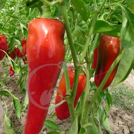 graine et semence Poivron rouge rosso duemilla