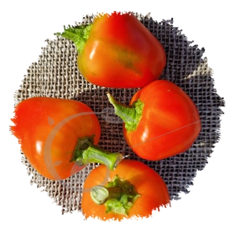 graine et semence Poivron rouge Cherry time