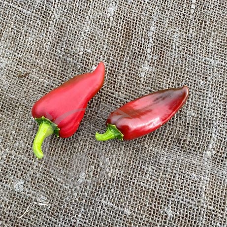 graine et semence Piment doux des Vosges