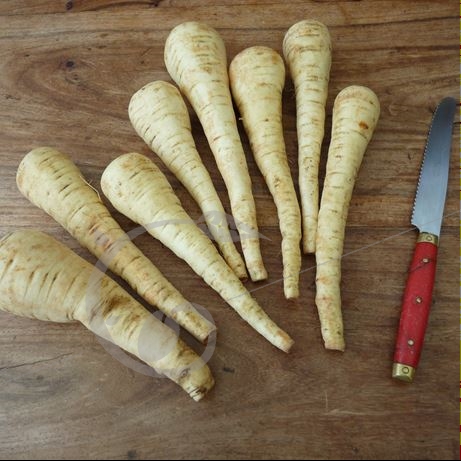 graine et semence Panais étroit amélioré