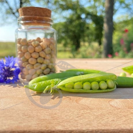 graine et semence Petit pois à rame plein le panier