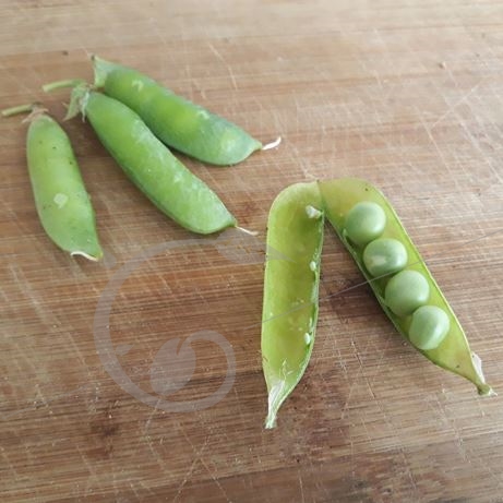 graine et semence Petit pois à rame précoce de mai