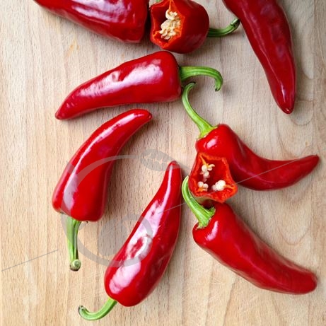 graine et semence Piment chaud Gorria